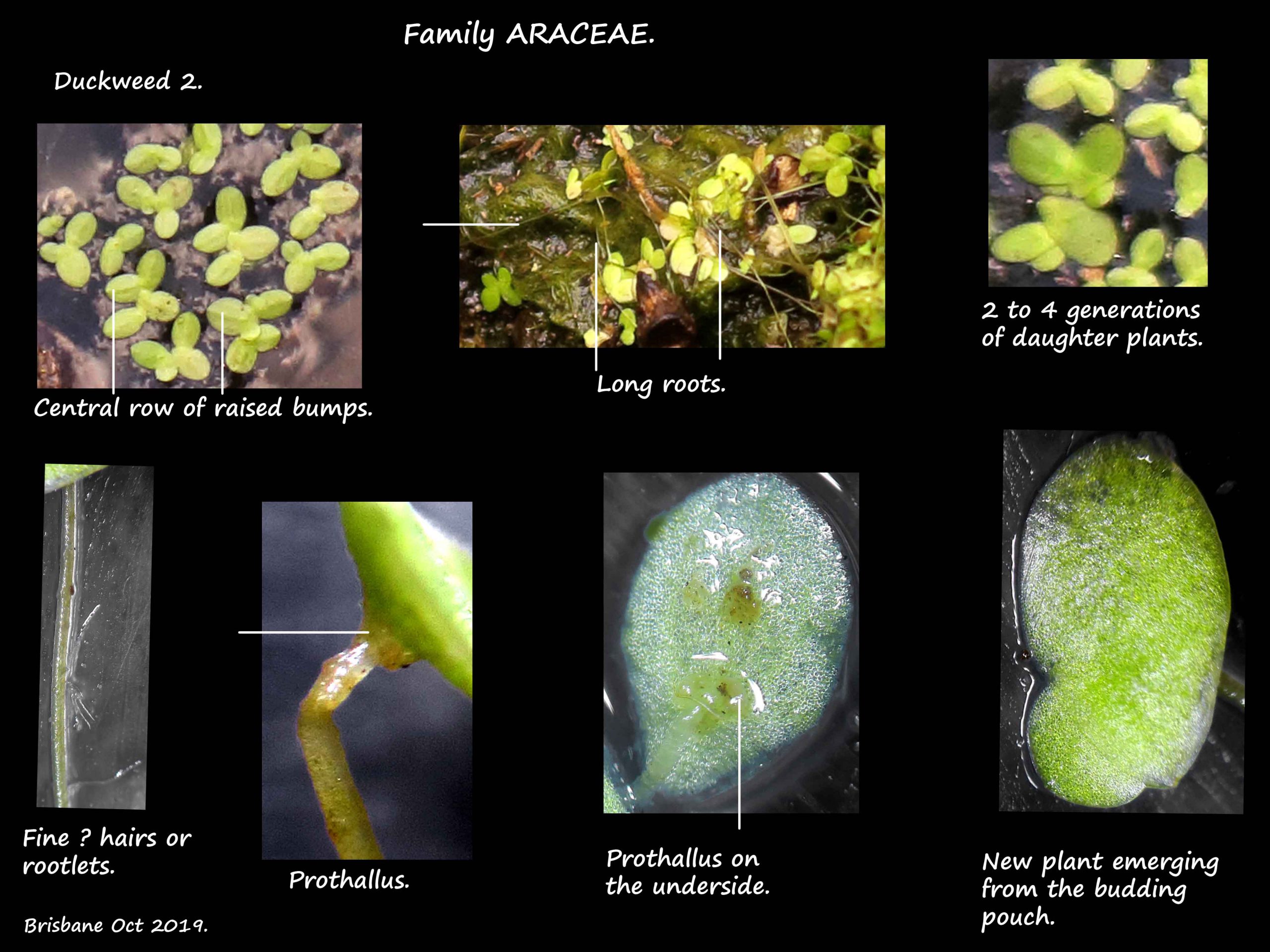 3 Duckweed roots & prothallus